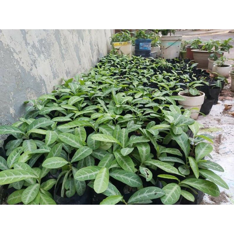 Cây Lưỡi Nhân
