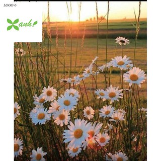 Gói 50 HẠT CÚC HỌA MI TRẮNG NHỤY VÀNG ( CÚC MiNi )  - Loài Hoa Siêu đáng yêu 50 HẠT