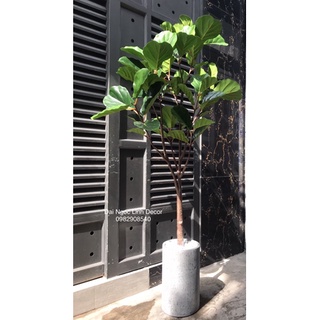 Cây bàng singapore giả 1,8m