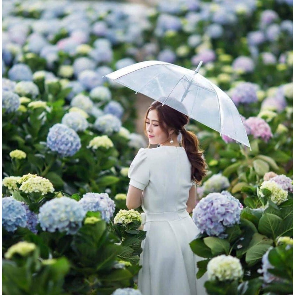 [HOTTREND] Ô TRONG SUỐT PHỤC VỤ DU LỊCH CHỤP ẢNH