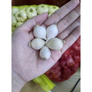 [FREESHIP 99K TOÀN QUỐC Tỏi Mồ côi (cô đơn) Phan Rang - Ninh Thuận