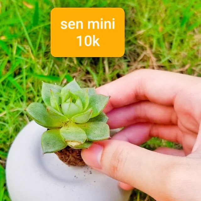 Sen đá mini bán lẻ giá sỉ