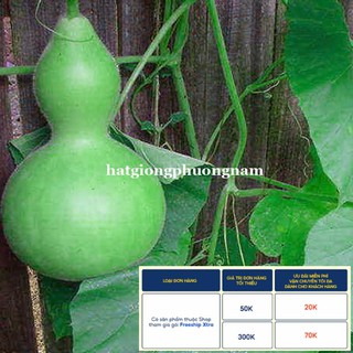 10h - hạt giống bầu hồ lô