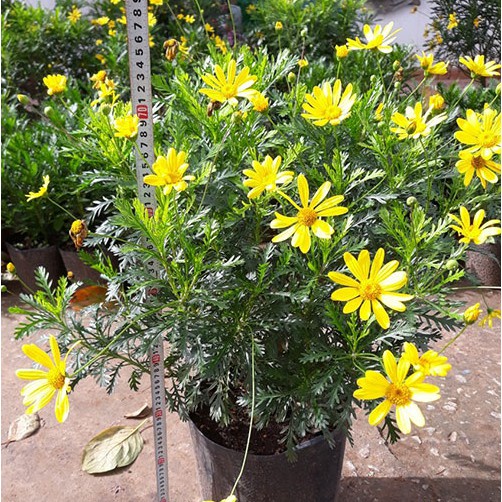 Hạt Giống Hoa Cúc Thân Gỗ F1 Loại siêu dễ trồng hoa nở đẹp [ gói 50gram,100gram,200gram ]