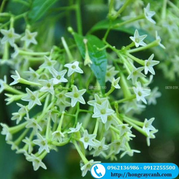 Cây Hoa Dạ Lý Hương II Hoa Thơm Nồng Nàn