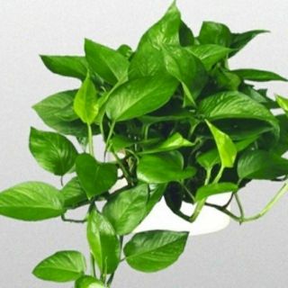 Trầu Bà Thái Treo Mini .