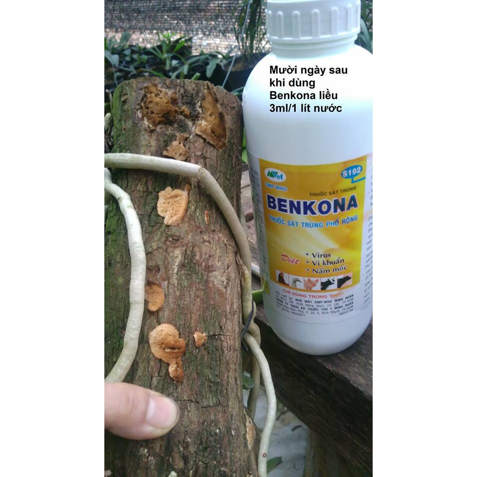 [SIEURE] trị nấm, vi khuẩn Benkona 100ml hàng đẹp, phân phối chuyên nghiệp.