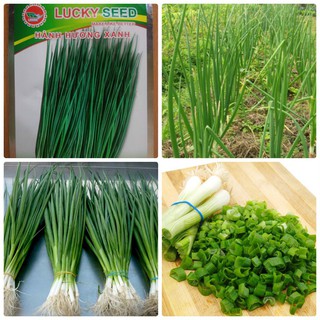 5 gram Hạt giống Hành Hương Xanh ( Gia vị Ngon Bổ Rẻ)