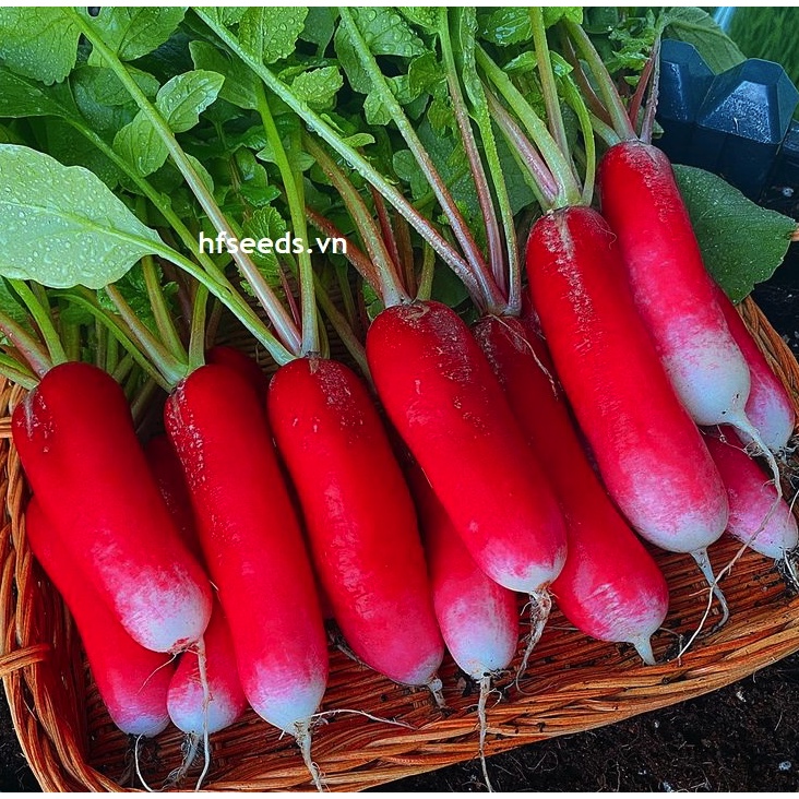 [Hạt giống Mỹ] Hạt giống củ cải đỏ dài French - tỷ lệ nảy mầm 97%