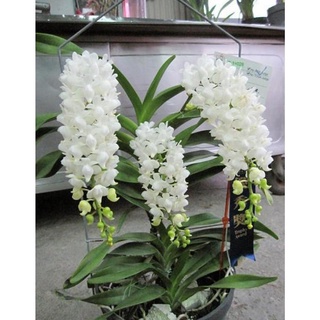 ( HELOO) . Hoa lan bạch nhạn ( cây to 40cm)+ 700g phân thỏ hữu cơ
