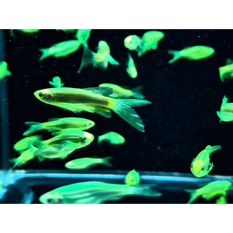 C.á sọc ngựa - neon vua - diếc anh đào- bút chì thái - pygmy( 10 loại )