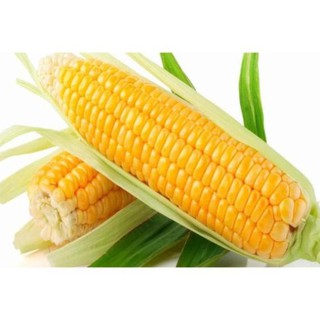 Hạt giống bắp mỹ 30 hạt