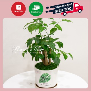 Cậy Hạnh Phúc Phong Thủy (𝙂𝙞𝙖𝙤 𝙝𝙖̀𝙣𝙜 𝙨𝙞𝙚̂𝙪 𝙩𝙤̂́𝙘 1𝙝)