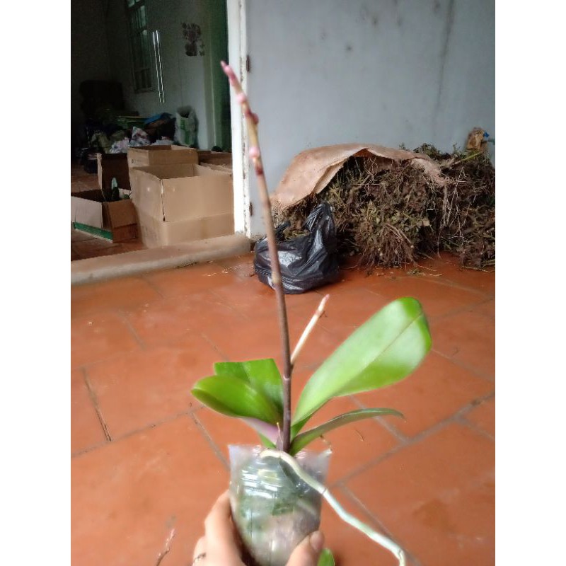 LAN ĐẠI LỖI LÁ NGỒNG ĐẸP- SIÊU RẺ