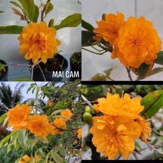 2 cây mai cam ( cúc cam_mai nghệ)