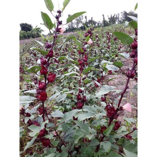 HẠT CÂY GIẤM, HOA ATISO ĐỎ - GÓI 2 GRAM