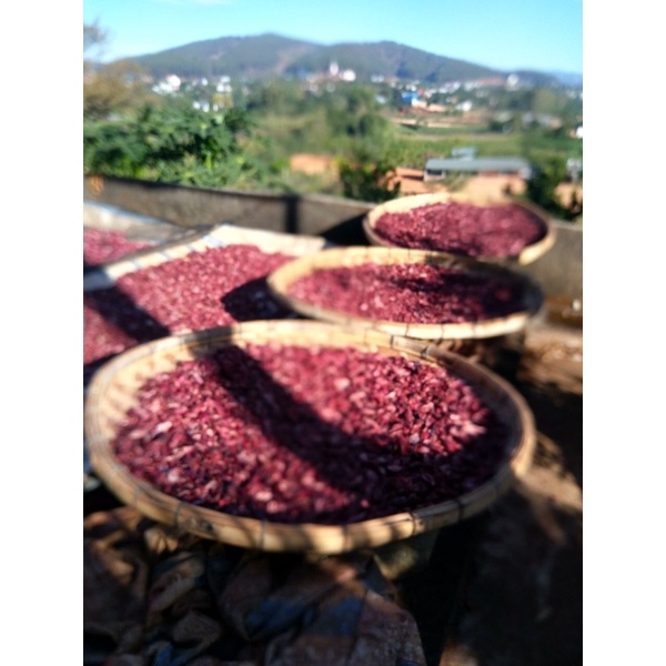 Sâm đại hành Đà lạt