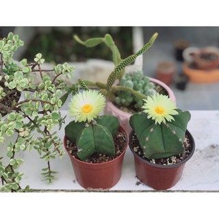 Xương rồng astro size nhỏ