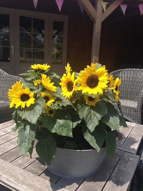 Hạt giống hướng dương lùn siêu nụ F1