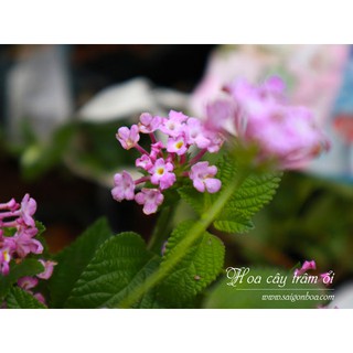 Cây Trâm Ổi Hoa Tím
