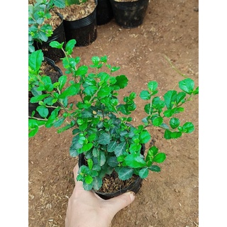 Cây giống bùm sụm làm thuốc, cây bonsai