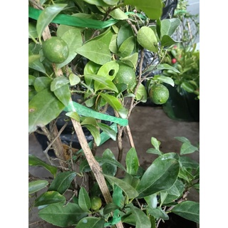 Cây chanh tứ quý đang có trái