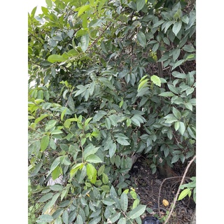 HẠT GIỐNG BÌNH BÁT VÀNG (Na Xiêm) - 5 Hạt/ gói