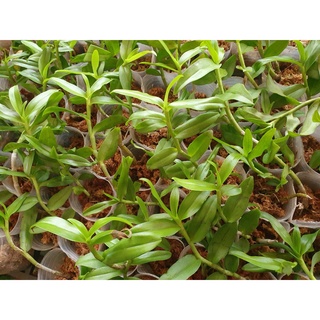 [Giá hủy diệt] phi điệp 5ct mủi trắng