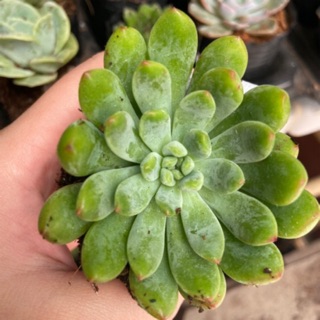 Sen đá thược dược ( size bầu)