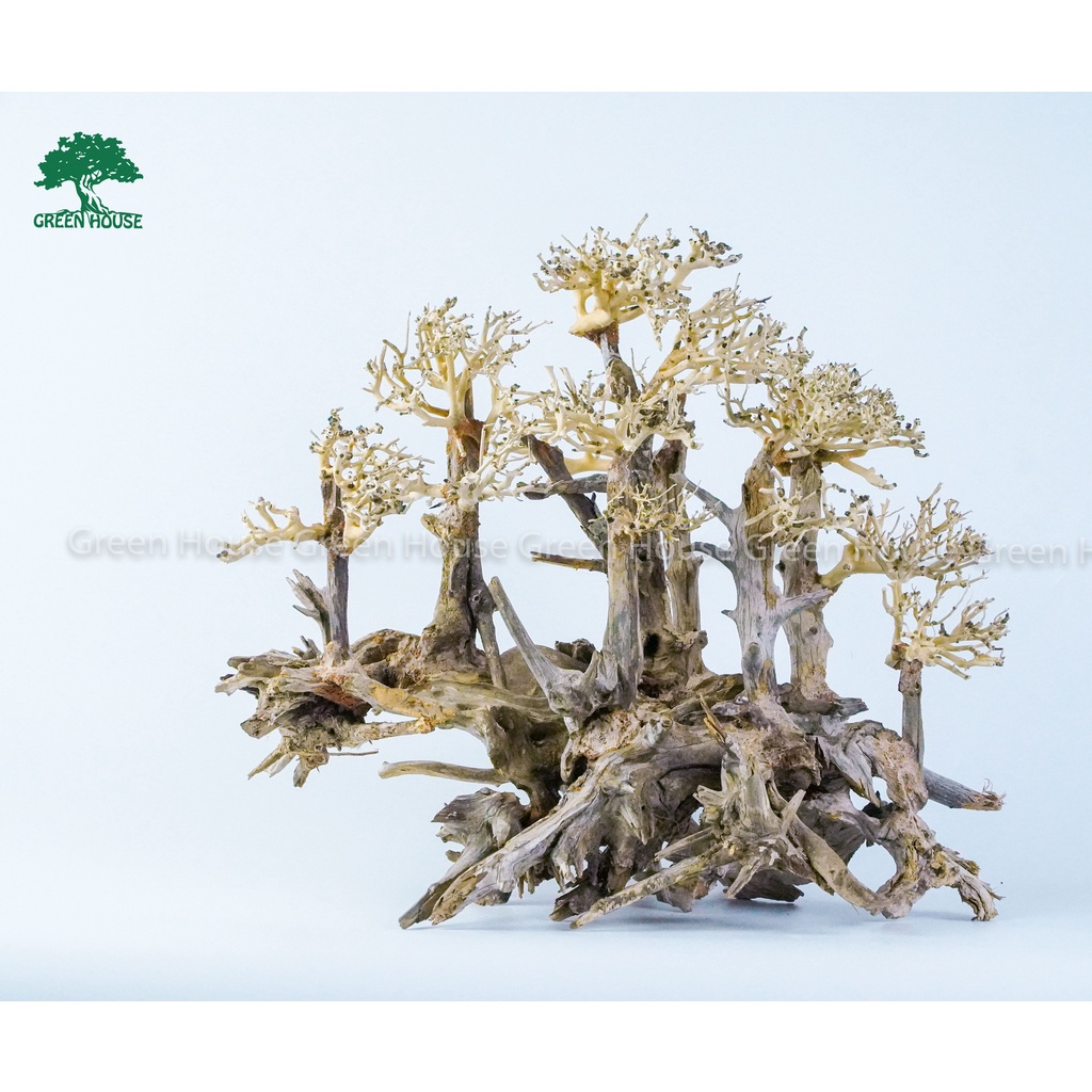 Rừng thông mini - Lũa Bonsai, Lũa thủy sinh dùng trang trí hồ cá cảnh, hồ thủy sinh, văn phòng, nhà cửa- NHÀ XANH
