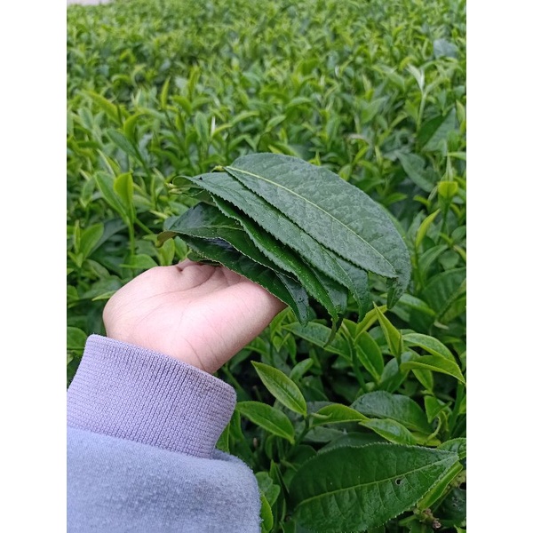 Lá trà xanh tươi Lâm Đồng