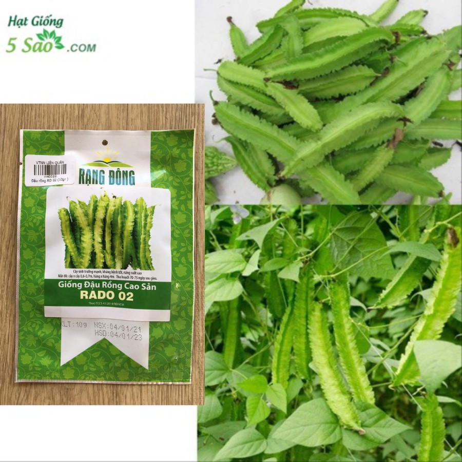 Đậu Rồng Cao Sản RĐ 02 - Rạng Đông
