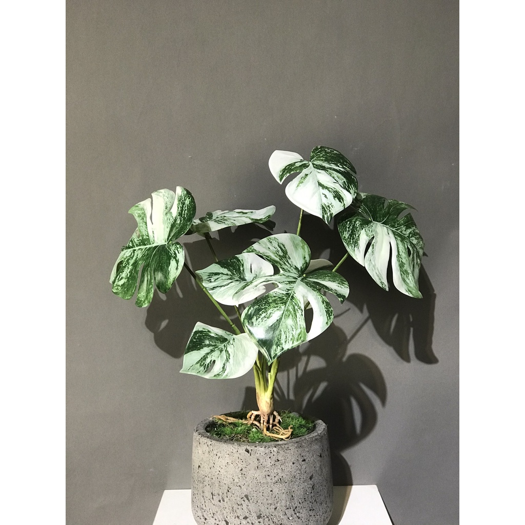 Cụm trầu bà lá xẻ đốm trắng [ Cành trang trí An Thịnh Decor, Cây giả cao cấp ]
