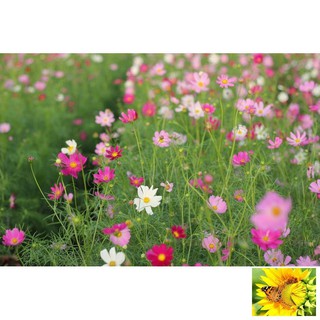 Hạt giống Sao nhái mix (100 hạt)