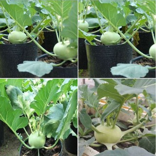 Hạt Giống Su Hào Xanh Chất Lượng F1 - 1 gói 1gram (TẶNG gói kích thích hạt nảy mầm)