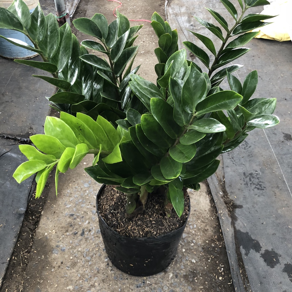 Cây kim tiền cỡ to, cao 60cm bụi thân to mập mạp dễ chăm sóc mang tài lộc may mắn, thích hợp trang trí nội thất