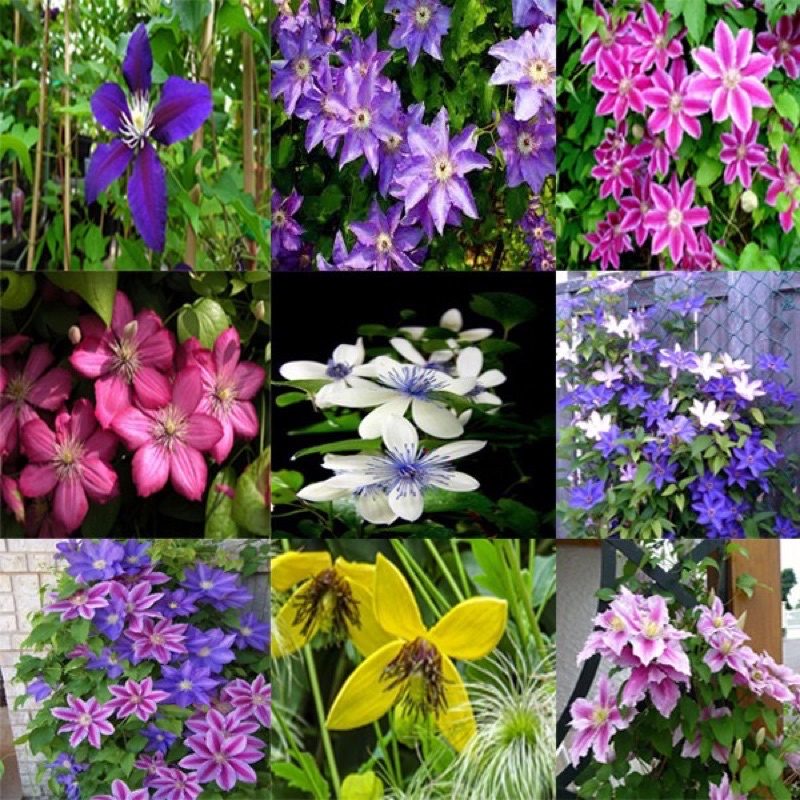 Cây hoa leo ông lão