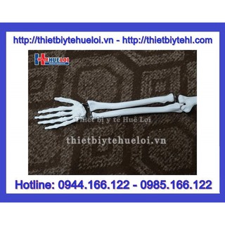Mô hình hệ xương người 85cm