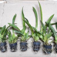 6 cốc hoa lan vũ nữ Sharry baby thơm