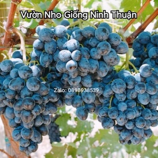 Cây Nho Kẹo Dễ Trồng Sớm Trái, Có Video Hướng Dẫn Thực Tế Đến Khi Cho Trái