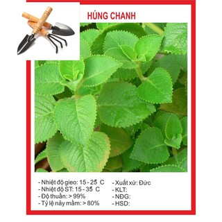 Hạt giống húng chanh 0.1gram tặng bộ dụng cụ mini