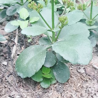 Cây giống sống đời ta