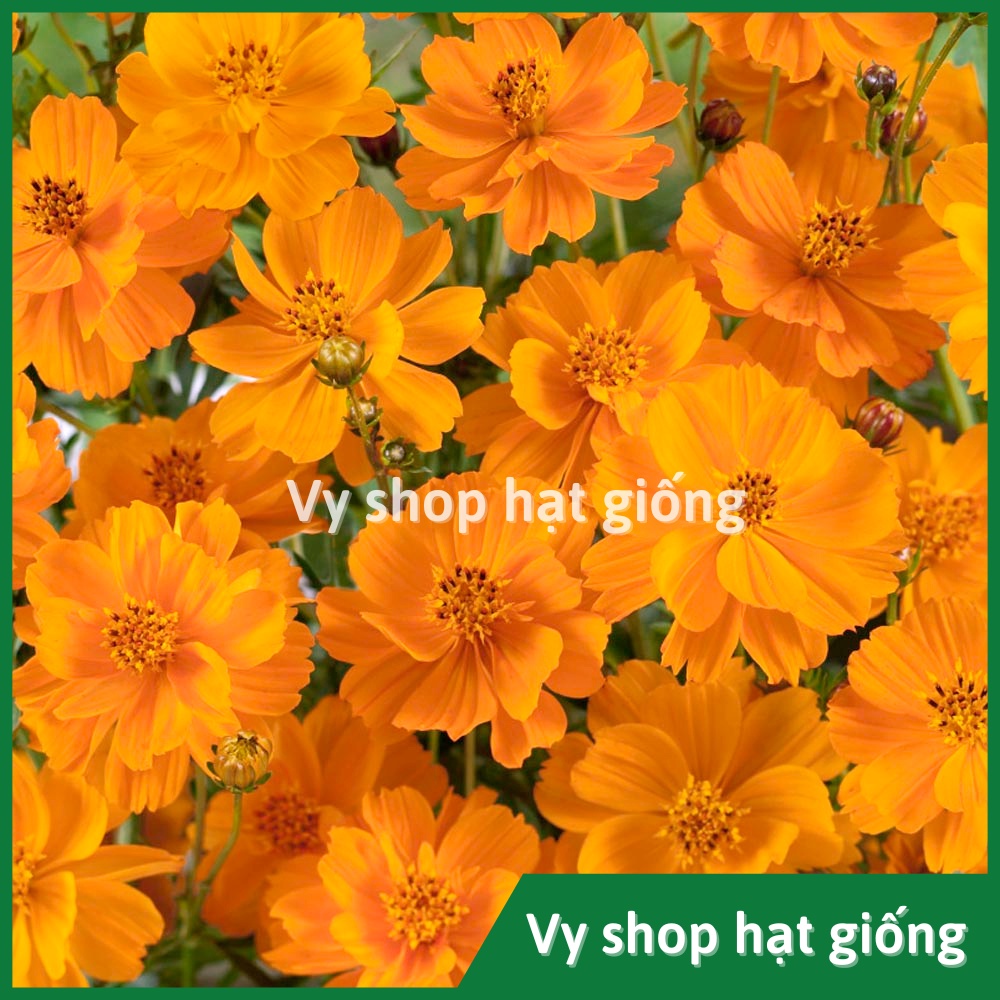 Hạt giống hoa sao nhái kép đỏ vàng cam gói 100 hạt