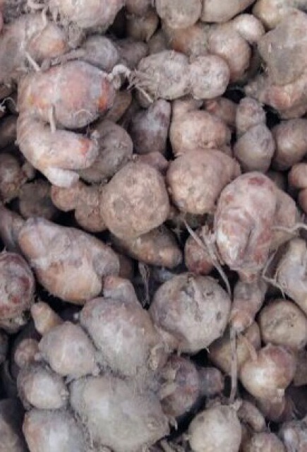 500g Củ Địa liền