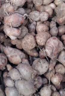 500g Củ Địa liền