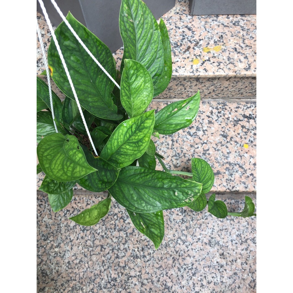 Trầu bà hạnh phúc chậu treo