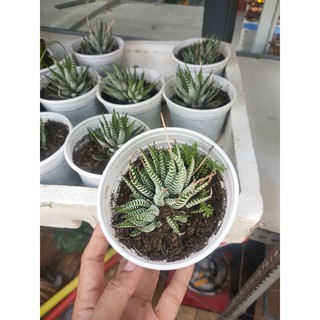 Sen đá Móng rồng size trung