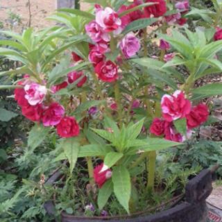 Hạt giống cây bóng nước kép