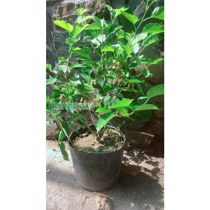 Cây Dâu Tằm Lớn