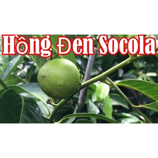 Cây giống hồng đen socola